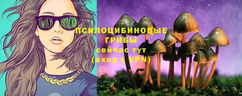 Галлюциногенные грибы Psilocybine cubensis  Гудермес 